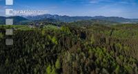 FiBu Mischwald im April 2