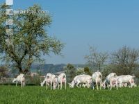 Saaneziege Weide 73