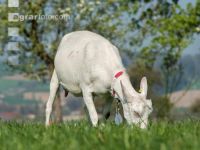 Saaneziege Weide 69