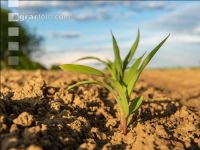 Maize mineral fertilizer 15