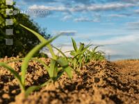 Maize mineral fertilizer 14