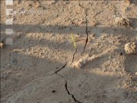 Soil crusted 9