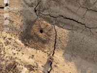 Soil crusted 8