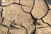 Soil crusted 7