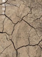 Soil crusted 6