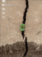Soil crusted 1
