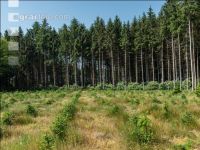 Nadelwald Aufforstung 1