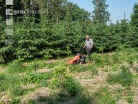 Jungkultur ausmähen 10