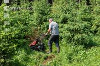 Jungkultur ausmähen 1