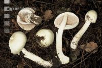 Anischampignon