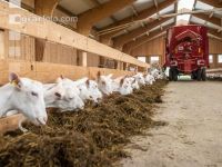 Milchziegen Silage 15