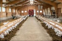 Milchziegen Silage 14