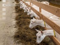 Milchziegen Silage 12