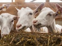 Milchziegen Silage 11