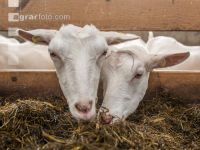 Milchziegen Silage 10