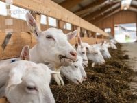 Milchziegen Silage 9