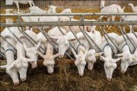 Milchziegen Silage 8