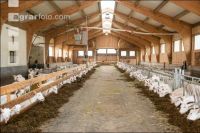Milchziegen Silage 7