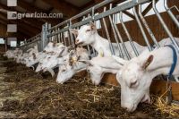 Milchziegen Silage 6