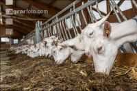 Milchziegen Silage 5