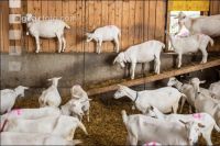 Saanenziege Stall 26