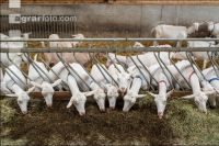 Milchziegen Silage 4