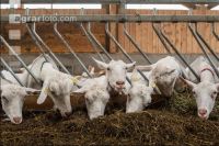 Milchziegen Silage 3