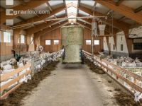 Milchziegen Silage 2