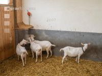 Saanenziege Stall 22