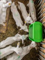 Ziegenkitze Fütterung 9