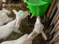 Ziegenkitze Fütterung 8