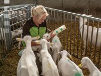 Ziegenkitze Fütterung 6