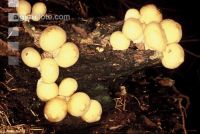 Birnenbovist