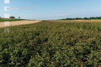 Seed potatoes reproduction 4