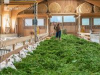 Milchziegen Grünfütterung 16