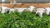 Milchziegen Grünfütterung 14