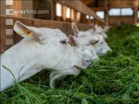 Milchziegen Grünfütterung 9