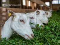 Milchziegen Grünfütterung 8