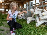 Milchziegen Grünfütterung 6