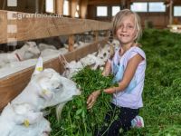 Milchziegen Grünfütterung 5