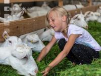 Milchziegen Grünfütterung 2