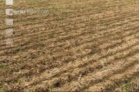 Slurry after maize seed 4