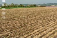Slurry after maize seed 3