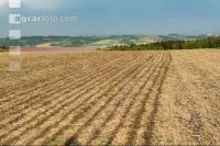 Slurry after maize seed 2
