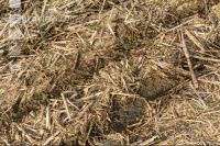Slurry after maize seed 1