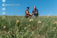Drouhgt on grassland 9