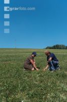 Drouhgt on grassland 4