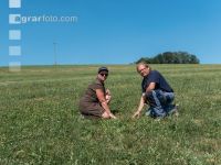 Drouhgt on grassland 3