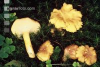Eierschwammerl 2