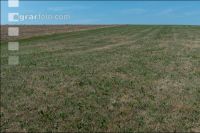 Drought on meadow 22